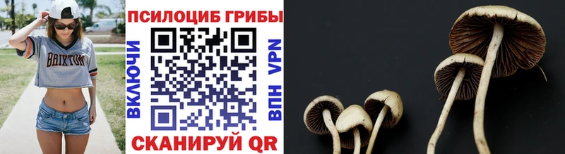 MEGA как зайти Пенза Псилоцибиновые грибы Cubensis